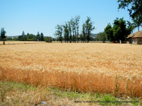 dense hay field