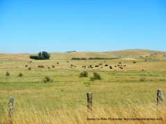 pastoral lands