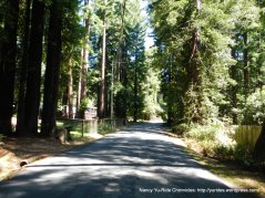 Joy Rd-redwoods