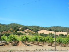 Franklin Canyon Rd vineyard