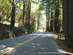 Lucas Valley-thru the redwoods