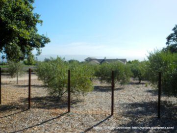 valley olive groves