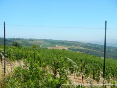 mountain vineyards