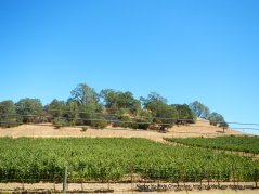 valley vineyard