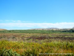 olema marshes