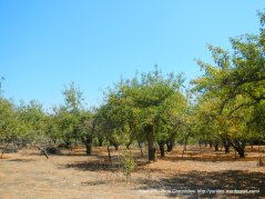 Facedini Ln orchards