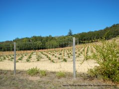 lawndale vineyards