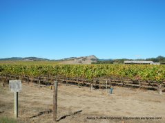 carneros valley vineyards