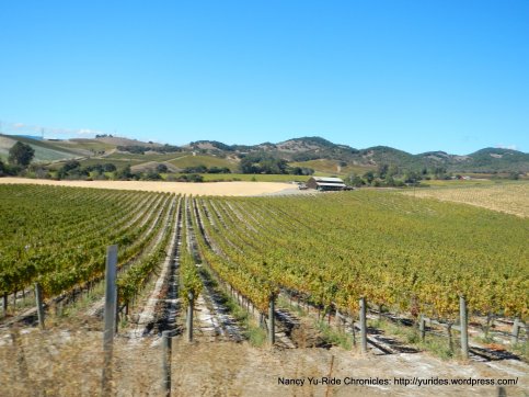 carneros valley vineyards
