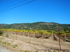 east valley vineyards