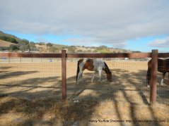 horse ranch