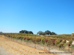 CA-41 S vineyards
