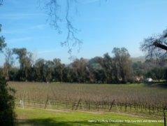 sunol vineyards