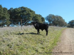 free roaming cattle