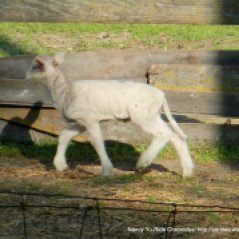 young lambs