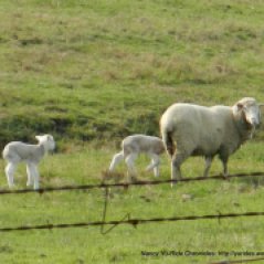 young lambs