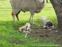 newborn lambs
