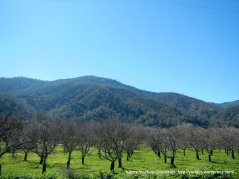 cienaga valley orchards