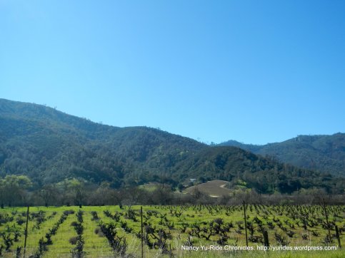 cienaga valley vineyards