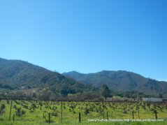 cienaga valley vineyards