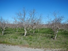 cienaga rd orchards