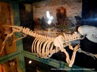 elkhorn slough visitor center-otter skeleton