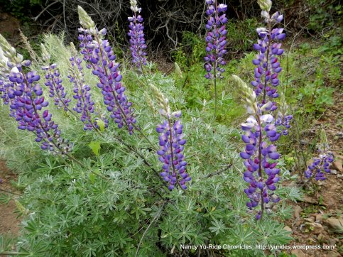 silver lupines