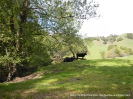 open cattle grazing area