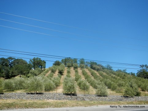 dry creek valley olive grove