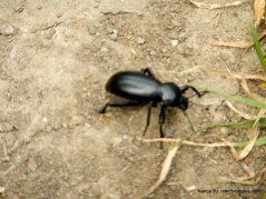 big beetle