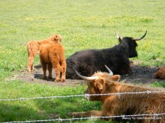highland cows/calves