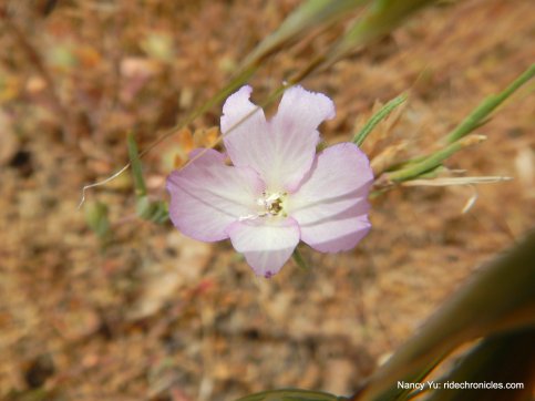 pink springflower