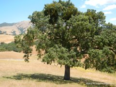 lone oak