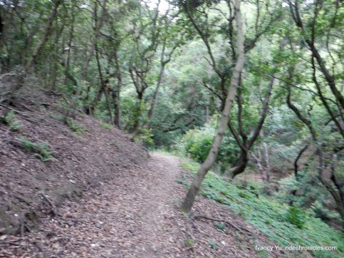 woodrat trail