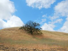 oak studded hill