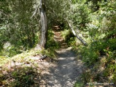 laurel canyon trail