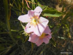 california rose