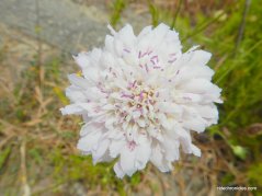 white wildflower