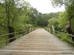bridge over moraga creek