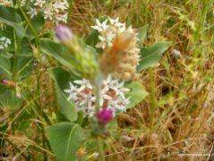 narrowleaf milkweed