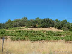 alameda del prado vineyard