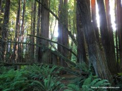campground redwoods