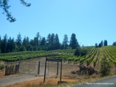 philo greenwood rd vineyards