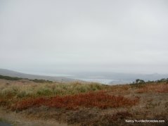tomales point