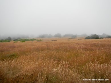 coastal prairie grasslands