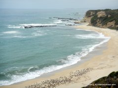 coastal beach-pelicans