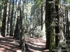 big trees trail