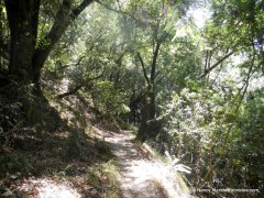 fern ravine trail