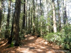 to redwood peak