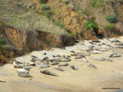 northern elephant seal colony